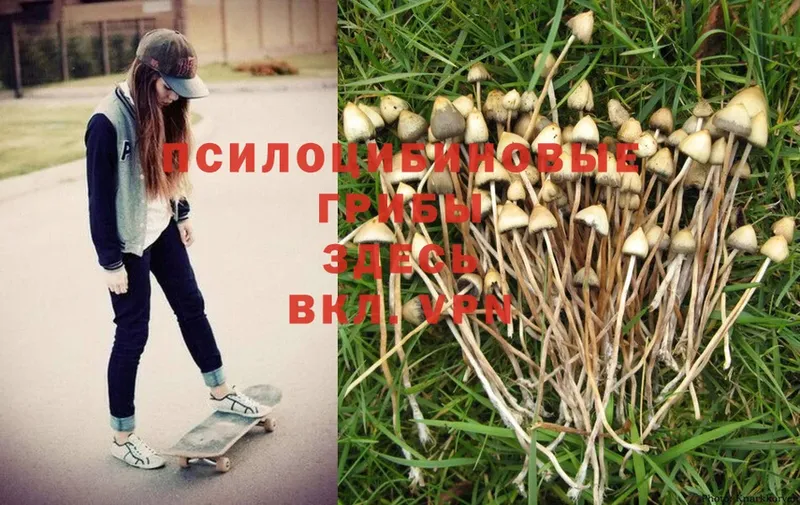 Псилоцибиновые грибы MAGIC MUSHROOMS  где можно купить   Кингисепп 